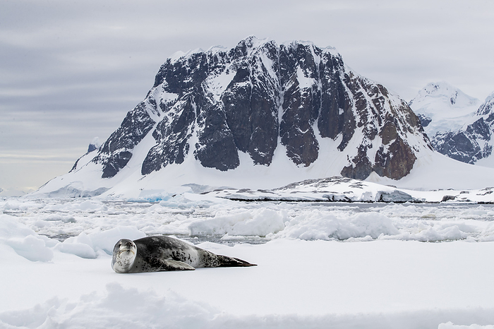An adult leopard seal, Hydrurga leptonyx, hauled out on an ice floe at Booth Island, Antarctica. An adult leopard seal  Hydrurga leptonyx , hauled out on an ice floe at Booth Island, Antarctica, Polar Regions, Photo by Michael Nolan