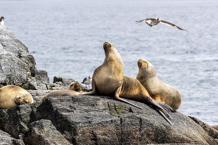 Adult female South American sea lions, Otaria flavescens, hauled out on a small islet near Ushuaia, Argentina. Adult female South American sea lions  Otaria flavescens  hauled out on a small islet near Ushuaia, Argentina, South America, Photo by Michael Nolan