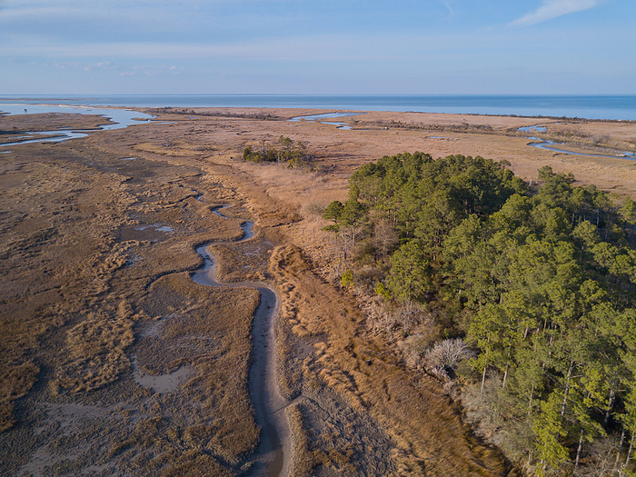A winding creek at low tide through tidal salt marsh with Chesapeake Bay in the background A creek at low tide winding through tidal salt marsh with Chesapeake Bay in the background, Virginia, United States of America, North America