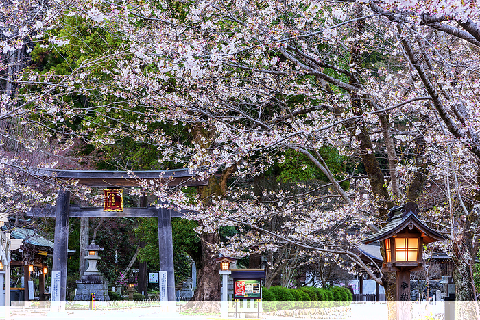 Nino-torii (second gate) of Korai Shrine with blooming cherry blossoms, Saitama Prefecture