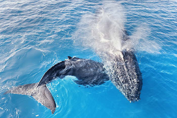 humpback whale  Megaptera novaeangliae  Humpback Whales, Mother and Calf  Megaptera novaeangliae , Hervey Bay, Queensland, Australia Photo by: Marco Simoni