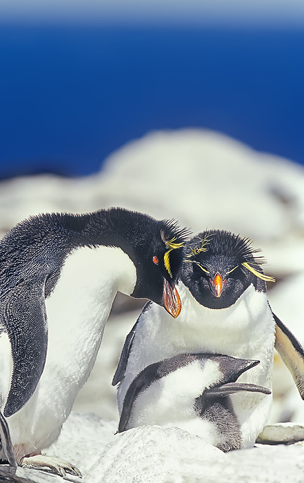 rockhopper penguin  Eudyptes chrysocome  Two adult Rockhopper penguins  Eudyptes chrysocome chrysocome  taking care of their chick, Sea Lion Island, Falkland Islands, South America Photo by: Marco Simoni