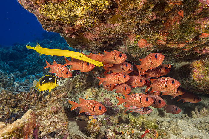 Hawaiian reef fish including a Yellow trumpetfish (Aulostomus chinensis), Fourspot butterflyfish (Chaetodon quadrimaculatus), and a school of Bigscale soldierfish (Myripristis berndti); Hawaii, United States of America, Photo by Dave Fleetham / Design Pics