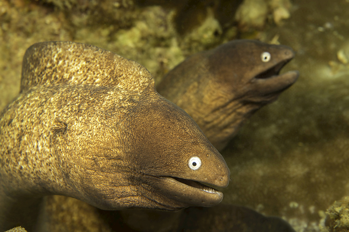 Two Greyface Moray Eels (Gymnothorax thyrsoideusa); Philippines, Photo by Dave Fleetham / Design Pics