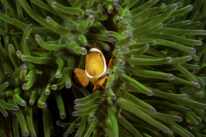 Clown anemonefish (Amphiprion percula), on sea anemone (Heteractis magnifica); Philippines, Photo by Dave Fleetham / Design Pics