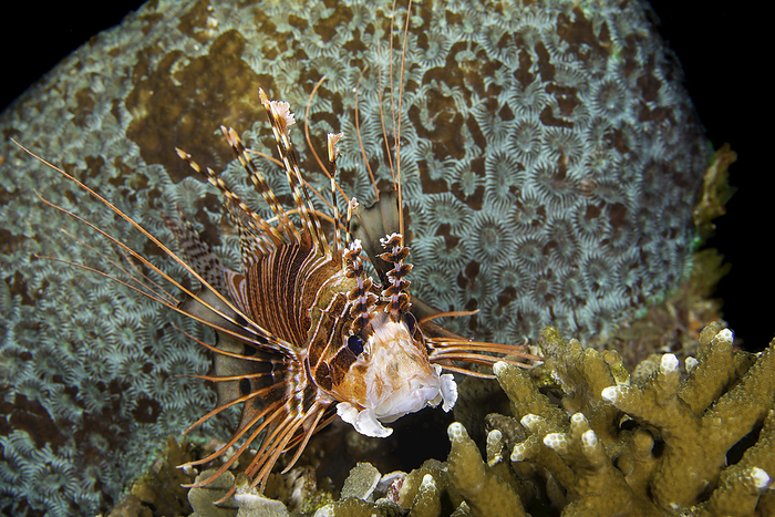 The toxic spines of this Spotfin lionfish (Pterois antennata) are to be avoided; Philippines, Photo by Dave Fleetham / Design Pics