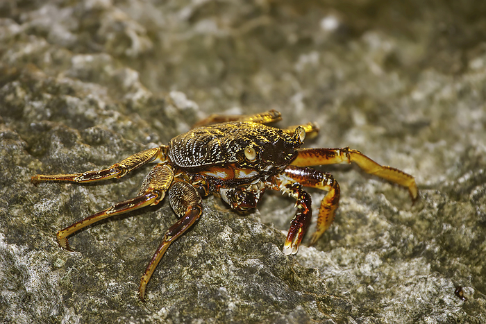 Thin shelled rock or grapsid crabs ( Grapsus tenuicrustatus) live on rocky shores and in the nearby shallow water.  These are also known as the natal lightfoot crab, weak-shelled shore-crab and weak-shelled rock-crab; Fiji, Photo by Dave Fleetham / Design Pics