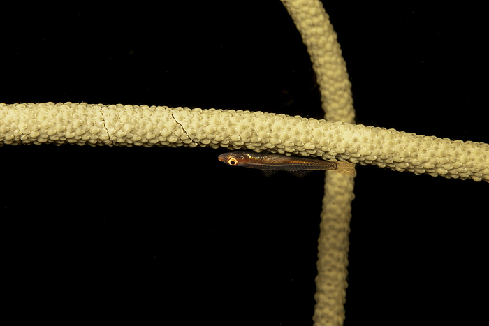 A Whip coral goby (Bryaninops amplus) on whip coral (Junceella fragilis); Yap, Federated States of Micronesia, Photo by Dave Fleetham / Design Pics