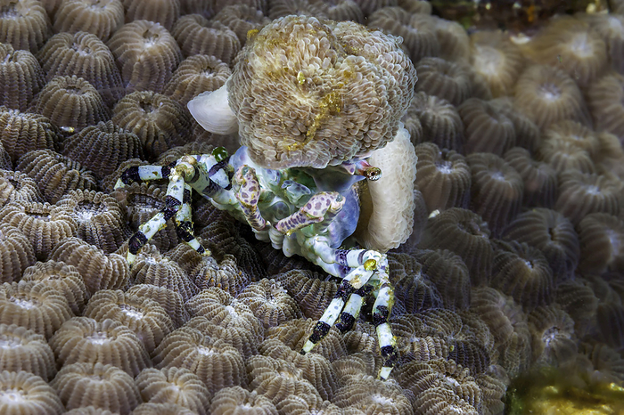 This particular decorator crab (Cyclocoeloma tuberculata) can be covered in various invertebrates, but most often prefers corallimorphs of the Discosomatidae family, as pictured here; Raja Ampat, Indonesia, Photo by Dave Fleetham / Design Pics
