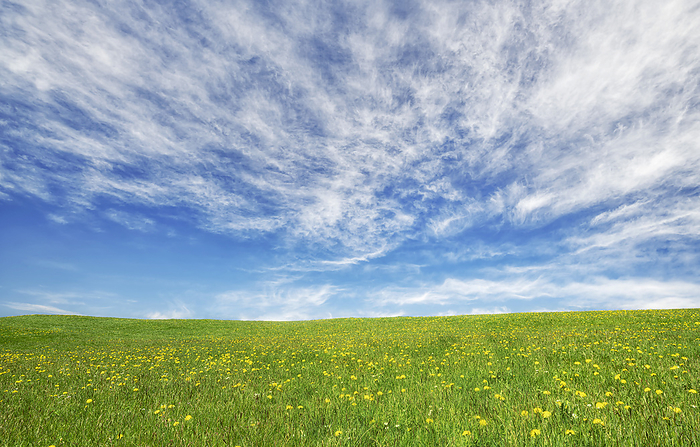 Fr hlingswiese mit L wenzahn und gr nem Gras unter blauem Himmel und Wolken Spring meadow with dandelions and green grass under a blue sky and clouds, Photo by Andreas Foll