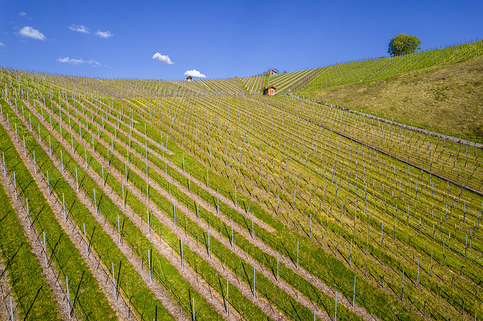 Germany Drone image, vineyard in spring, Strumpfelbach, Remstal, Baden Wurttemberg, Germany, Photo by Stefan Schurr