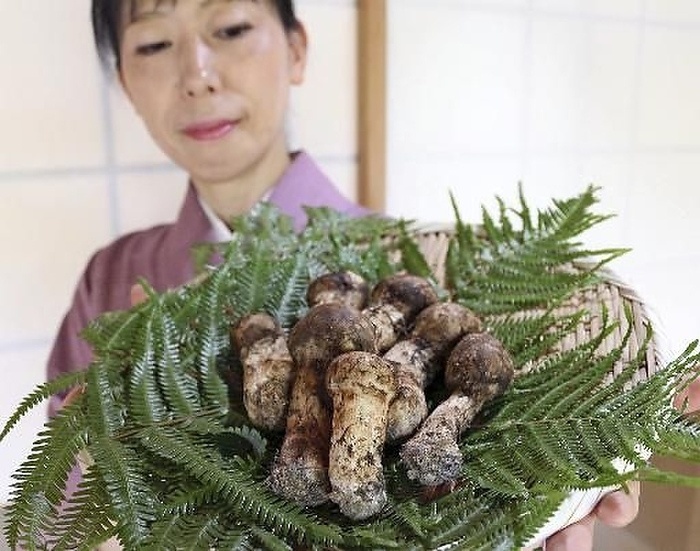 High grade matsutake mushrooms auctioned off at the Chikamata ryokan in Sasayama, Tamba. Matsutake mushrooms, a luxury food item, auctioned off. Photographed on October 1, 2019, at the Chikamata ryokan in Sasayama, Tamba.2 Published in the Yomiuri Chugakusei Shimbun on July 17, 020,  Matsutake Mushrooms: An Endangered Species.