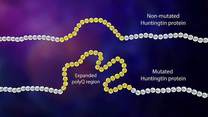 Healthy and mutant Huntingtin proteins, illustration Healthy and mutant  mHtt  Huntingtin protein sequence, illustration. mHtt is the cause of Huntington s disease, it contains polyglutamine expansion  polyQ ., Photo by KATERYNA KON SCIENCE PHOTO LIBRARY