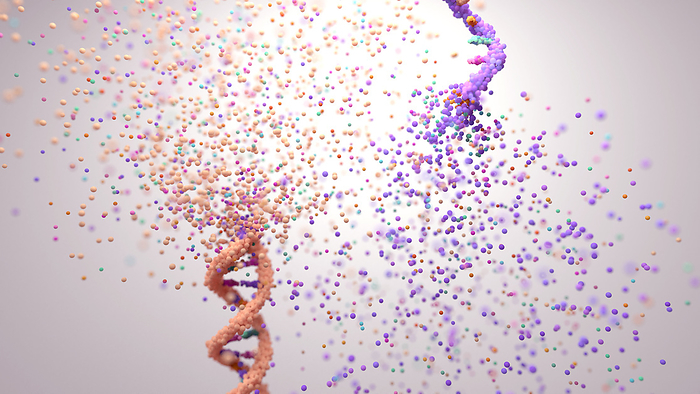 DNA and RNA disintegrating, conceptual illustration Deoxyribonucleic acid  DNA  and ribonucleic acid  RNA  disintegrating, conceptual illustration., Photo by DESIGN CELLS SCIENCE PHOTO LIBRARY