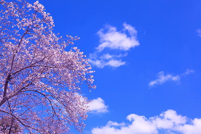 Image of spring: cherry blossoms and blue sky