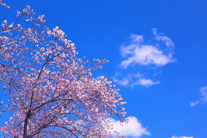 Image of spring: cherry blossoms and blue sky