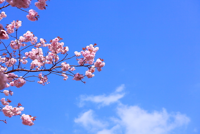 Image of spring Yaezakura and spring sky