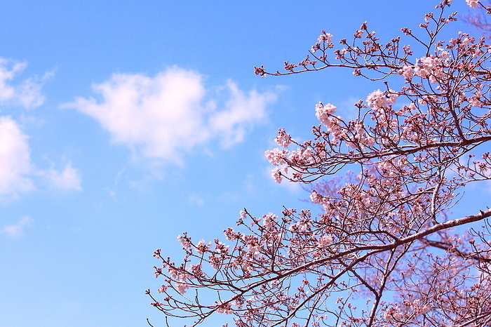 Spring Image: Cherry Blossoms and Spring Sky