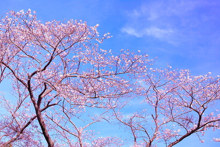 Spring Image: Spring Haze Sky and Cherry Blossoms