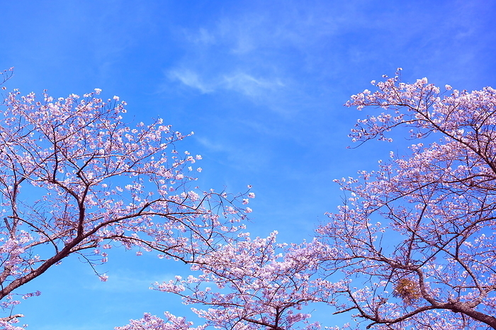 Spring Image: Spring Haze Sky and Cherry Blossoms