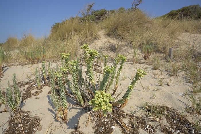 Sea spurge growing in sand Sea spurge  Euphorbia paralias , growing in sand., Creditline:BRUNO PETRIGLIA SCIENCE PHOTO LIBRARY