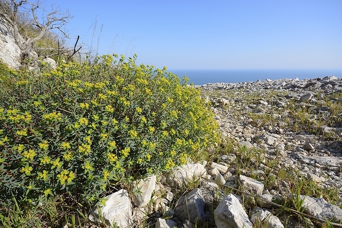 Spurge plant growing by coast Spurge plant  Euphorbia spinosa , growing by coast., Creditline:BRUNO PETRIGLIA SCIENCE PHOTO LIBRARY
