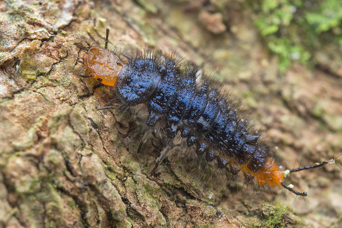 Blue ground beetle larva Blue ground beetle larva hunting on tree trunk., Creditline:MELVYN YEO SCIENCE PHOTO LIBRARY