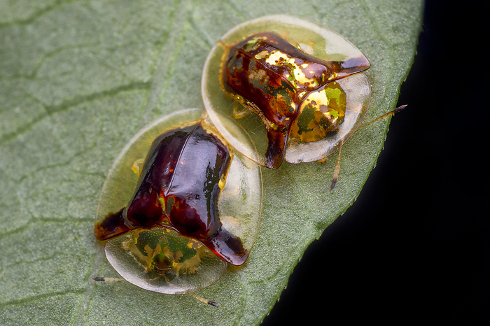 Mating golden tortoise beetle Pair of mating golden tortoise beetle  Aspidimorpha furcata ., Creditline:MELVYN YEO SCIENCE PHOTO LIBRARY