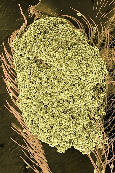 A loaded pollen basket of a foraging bee Scanning electron micrograph of the pollen basket of a bee. The picture shows the pollen basket on the hind leg of a bee. The  basket  consists of paired rows of incurving hairs, that hold in place pollen grains captured by scattered hairs on the body of the insect as it forages. The grains are transferred to the basket by a series of complex movements of the legs. The species of bee is uncertain, but the loose packing of the grains shows that it is not a honey bee, Apis mellifera, nor a bumblebee, Bombus spp. These glue the pollen grains together with saliva before moving it to their baskets. Some species of solitary bees also do this, but others do not. The pollen grains all appear identical, except for two  below centre , that are spherical and have spines. This may imply loyalty by this bee to a plant species, if only for the foraging trip during which it was captured., Creditline:DR JEREMY BURGESS SCIENCE PHOTO LIBRARY