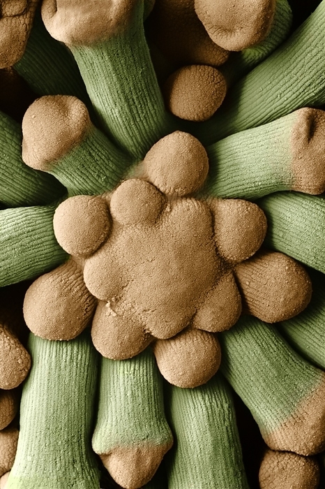 Floret of cauliflower, Brassica oleracea Scanning electron micrograph of a floret of a cauliflower, Brassica oleracea var. botrytis.The picture is a close view of part of the curd of a cauliflower  the frame is 3mm wide. B. oleracea has been bred to produce a variety of green vegetables, including cabbages, kales, kohlrabi and brussels sprouts. Each emphasises a particular feature of the species  the leaves, stems, side shoots, and in the case of cauliflower, the flowers. A cauliflower is an enlarged terminal bud at an early stage of flower development. In this picture, the flower buds are brown, borne on short stems  green . The youngest buds are in the centre of the frame. B. oleracea, a perennial cabbage, is native to coasts of NW Europe and the Mediterranean, in cultivation for  2500 years. Cauliflowers probably first appeared in the Middle Ages. Cauliflower is a good source of dietary fibre, Vitamin C and potassium, Creditline:DR JEREMY BURGESS SCIENCE PHOTO LIBRARY