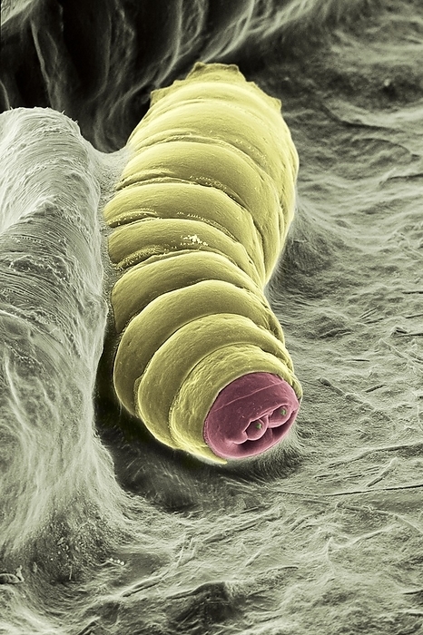 Drosophila melanogaster larvae in culture Scanning electron micrograph of larvae of the vinegar fly, Drosophila melanogaster in laboratory culture. The picture shows the surface of the medium   agar, dried yeast and sugar   with 3 larvae  maggots   of D. melanogaster. The central larva is on the surface  to its left and above, two others are partially covered by the medium. The central larva, 2mm long, shows a segmented body  yellow , its head  red brown  to foreground, with two rudimentary eyes. To its rear are short spiracles through which it breathes. The larvae pass through three moults  instars   each lasting about one day. During this time, imaginal discs develop within the body, in preparation for the next stage in the life cycle, pupation. In the pupa, larval tissues are broken down and the imaginal discs develop into the tissues that will form the adult fly. D melanogaster is a model organism for genetic research, Creditline:DR JEREMY BURGESS SCIENCE PHOTO LIBRARY