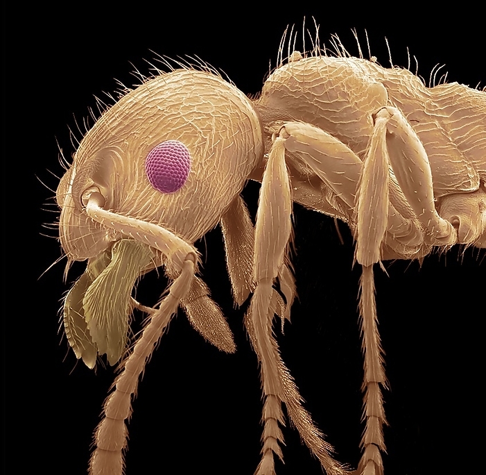 Common red ant, SEM Common red ant. Coloured scanning electron micrograph  SEM . Myrmica rubra, also known as the European fire ant or common red ant, is a species of ant of the genus Myrmica, found all over Europe and is now invasive in some parts of North America and Asia. It is mainly red in colour, with slightly darker pigmentation on the head. These ants live under stones and fallen trees, and in soil. They are aggressive, often attacking rather than running away, and are equipped with a sting, though they lack the ability to spray formic acid like the genus Formica. Magnification: x30 when printed at 10 centimetres., Creditline:STEVE GSCHMEISSNER SCIENCE PHOTO LIBRARY