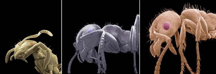 British ants SEM British ants. Coloured scanning electron micrograph  SEM  of three common british ants. From left to right Yellow meadow ant  Lasius flavus , common red ant  Myrmica rubra  and the black garden ant  Lasius niger . Ants are eusocial insects of the family Formicidae and, along with the related wasps and bees, belong to the order Hymenoptera. Ants form colonies that range in size from a few dozen predatory individuals living in small natural cavities to highly organised colonies that may occupy large territories and consist of millions of individuals. Magnification: x20 when printed at 10 centimetres., Creditline:STEVE GSCHMEISSNER SCIENCE PHOTO LIBRARY