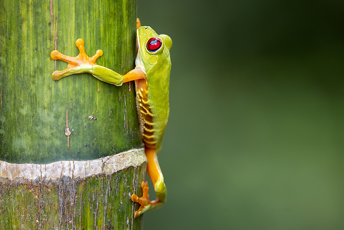 Amazing and colorful Red Eye Tree Frog, Agalychnis callidryas, is one of the most common frogs in Central America and also one of the most beautiful. It is gorgeous and funny, climbing on a bamboo.