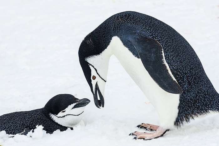 Bearded penguin Antarctica South Shetland Islands Chinstrap Penguins  Pygoscelis antarcticus  showing courtship behavior at Half Moon Island, South Shetland Islands, Antarctica,Antarctic Peninsula,Antarctica, Photo by Ralph Lee Hopkins