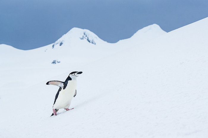 Bearded penguin Antarctica South Shetland Islands Chinstrap Penguins  Pygoscelis antarcticus  walking on fresh snow at Half Moon Island, South Shetland Islands, Antarctica,Antarctic Peninsula,Antarctica, Photo by Ralph Lee Hopkins