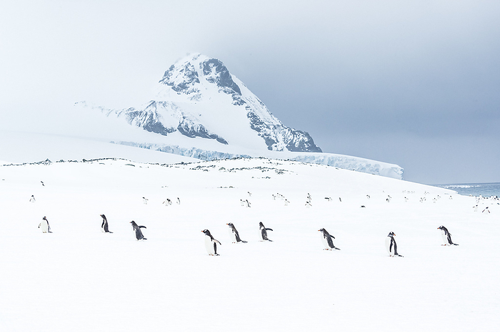 Gentoo penguin Antarctica South Shetland Islands Gentoo Penguins  Pygoscelis papua  walking on fresh snow at Yankee Harbor, South Shetland Islands, Antarctica,Antarctic Peninsula,Antarctica, Photo by Ralph Lee Hopkins