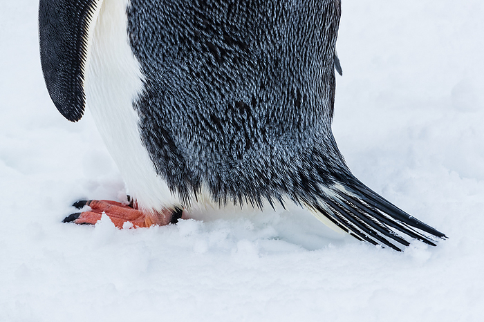 Gentoo penguin Antarctica South Shetland Islands Gentoo Penguin  Pygoscelis papua  brrush tail close up at Yankee Harbor, South Shetland Islands, Antarctica,Antarctic Peninsula,Antarctica, Photo by Ralph Lee Hopkins