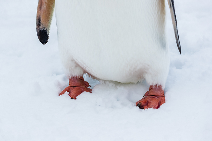 Gentoo penguin Antarctica South Shetland Islands Gentoo Penguin  Pygoscelis papua  feet close up at Yankee Harbor, South Shetland Islands, Antarctica,Antarctic Peninsula,Antarctica, Photo by Ralph Lee Hopkins