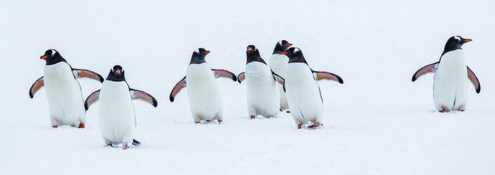 Gentoo penguin Antarctica South Shetland Islands Panoramic, Gentoo Penguins  Pygoscelis papua  walking on fresh snow at Yankee Harbor, South Shetland Islands, Antarctica,Antarctic Peninsula,Antarctica, Photo by Ralph Lee Hopkins