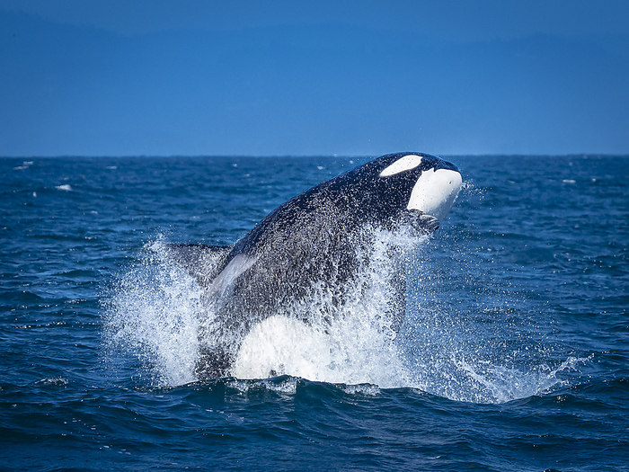 America Sequence, Transiant Killer Whale  Orca orcinus  breaching in Monterey Bay, Monterey Bay National Marine Refuge, California,Monterey,California,USA, Photo by Ralph Lee Hopkins
