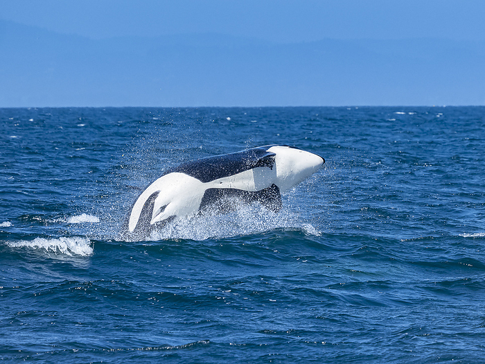 America Sequence, Transiant Killer Whale  Orca orcinus  breaching in Monterey Bay, Monterey Bay National Marine Refuge, California,Monterey,California,USA, Photo by Ralph Lee Hopkins