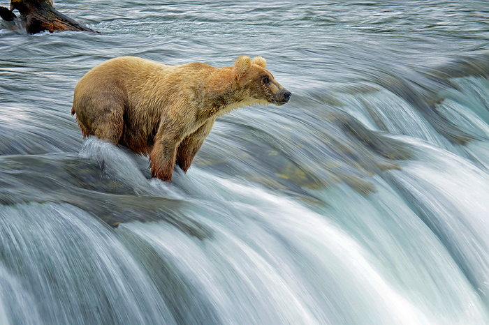 Alaska, U.S.A. Katmai bear fishing ,Alaska,USA, Photo by Max Seigal