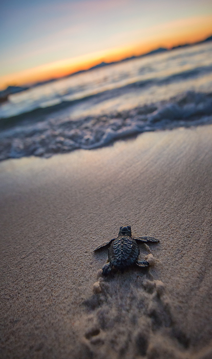 Baby sea turtles baby sea turtle just after hatching, Philippines, Photo by Max Seigal