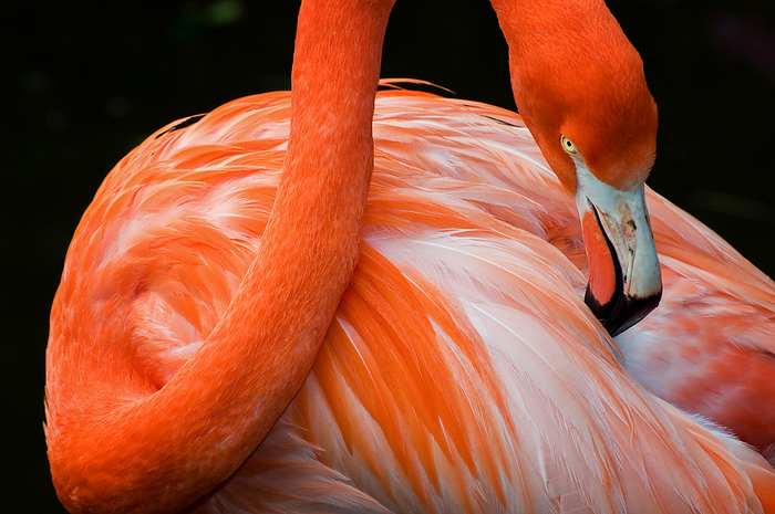 flamingo Flamingo portrait  Phoenicopterus ruber , Photo by Max Seigal