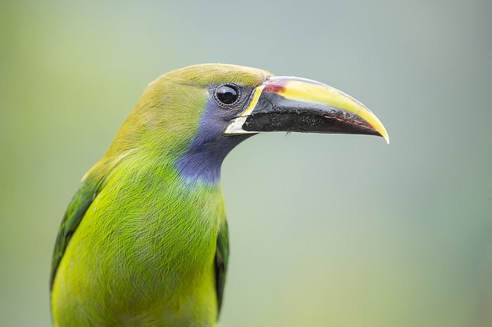 Yellow bellied Green Toucan Costa Rica Also known as the Blue throated Toucanet, this is one of the most beautiful birds of Costa Rican mountains., Photo by Carlos Calvo Obando