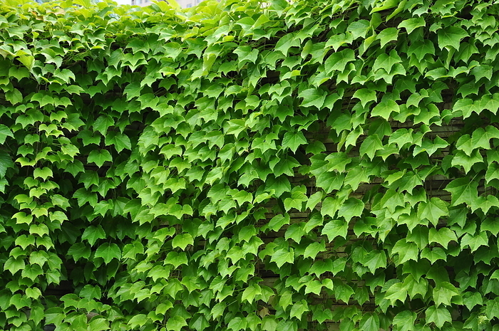Boston ivy and the lush green plant