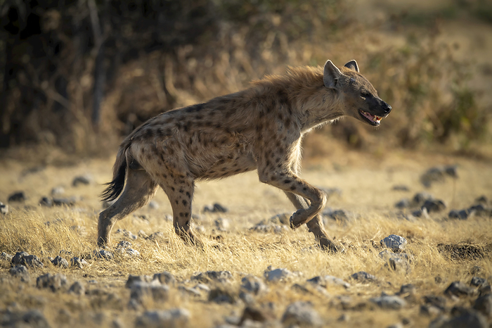 Spotted hyena (Crocuta crocuta) running across the grassland in the sunshine at the Etosha National Park; Otavi, Oshikoto, Namibia, Photo by Nick Dale / Design Pics