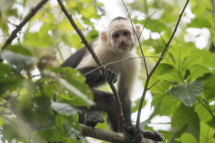 Costa Rica Close up portrait of a white headed capuchin monkey  Cebus capucinus  climbing through the tree canopy of the rainforest  Puntarenas, Costa Rica, Photo by Jeff Mauritzen   Design Pics