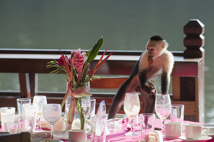 Costa Rica A white faced capuchin monkey  Cebus capucinus  steals human food from a table at a resort in Tortuguero  Puntarenas, Costa Rica, Photo by Jeff Mauritzen   Design Pics